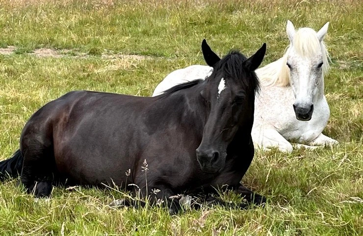 Photo de Bérengère Romieux avec un cheval