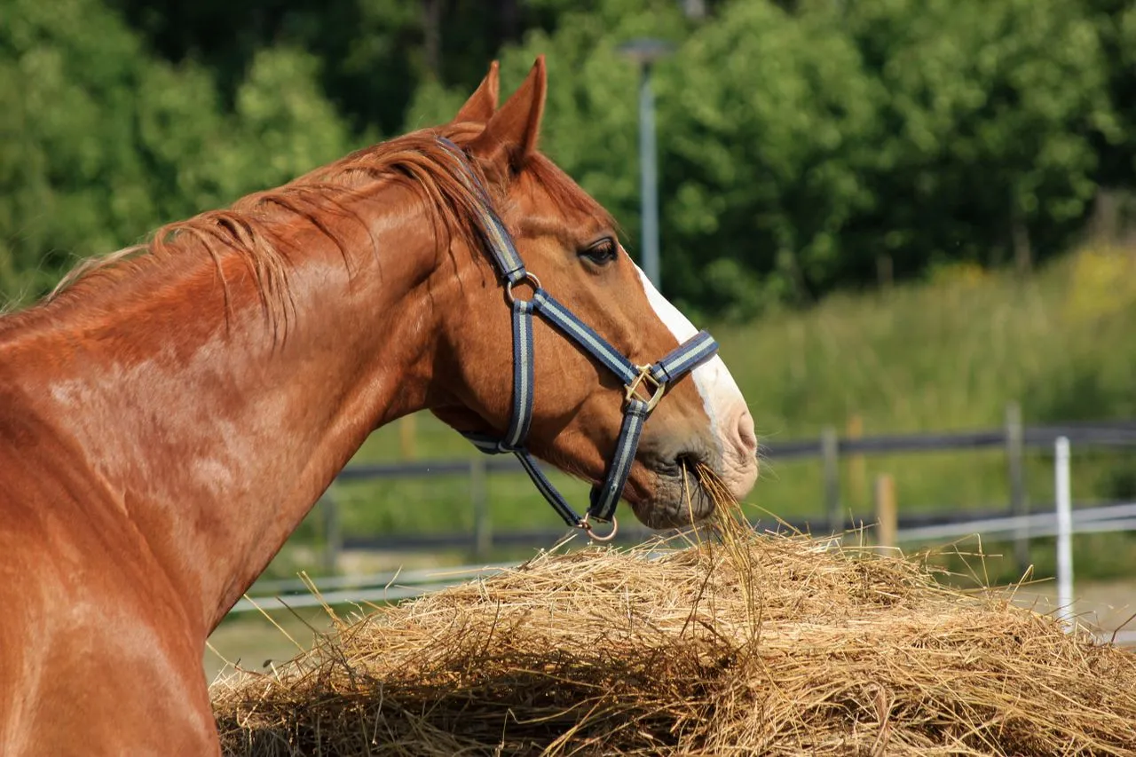Canicule : comment bien nourrir son cheval quand il fait très chaud ?